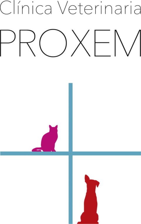 Guía completa del perro Gran Danés ️ Veterinaria Proxem