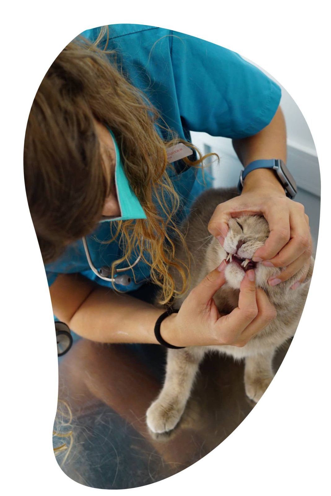 salud dental veterinario las palmas