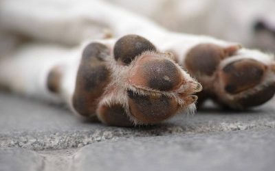 Cómo cortar las uñas de tu perro