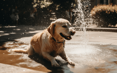 Cómo evitar un golpe de calor en perros