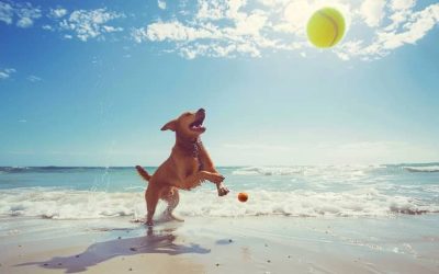 Playas para perros en Gran Canaria