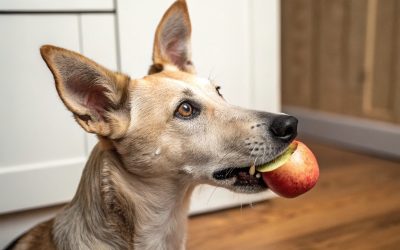 Frutas que pueden comer los perros