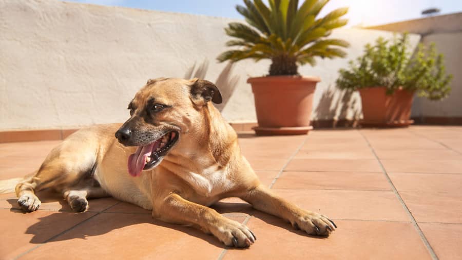 Perro jadeando por calor en una terraza o espacio exterior